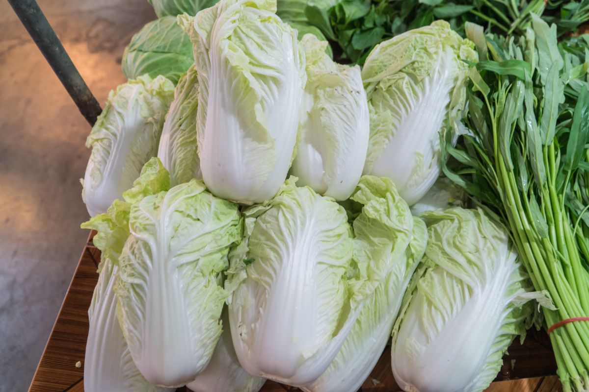 Napa Cabbage Recipes Korean